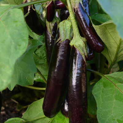 Blu Bio Aubergine 'Aubergine Super Mini F1',  Topf-Ø 12 cm, 6er-Set