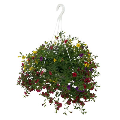 Zauberglöckchen 'Tropicana', blau-rot-gelb, Ampeltopf-Ø 27 cm