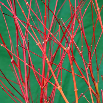 Korallenrinden Fächerahorn 'Sangokaku', Höhe 80 - 100 cm, Topf 10 Liter