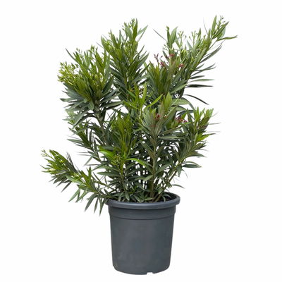Oleander 'Trio', bunt, Topf-Ø 33 cm, Höhe ca. 100cm