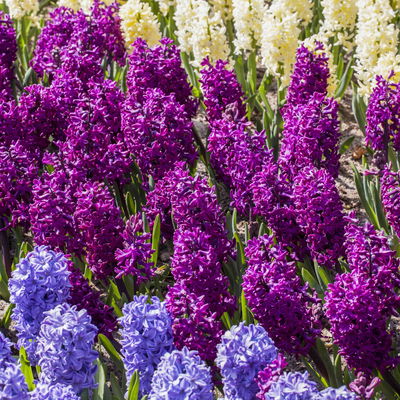 Hyazinthe rosa & lila, vorgetrieben, Topf-Ø 12 cm, 6 Pflanzen