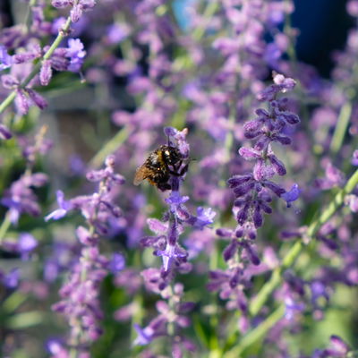 Kölles Beste Kompakte Blauraute 'Little Spire(S)', blauviolett, Topf 3 l Kölles Beste Kompakte Blauraute 'Little Spire(S)', blauviolett, Topf 3 l