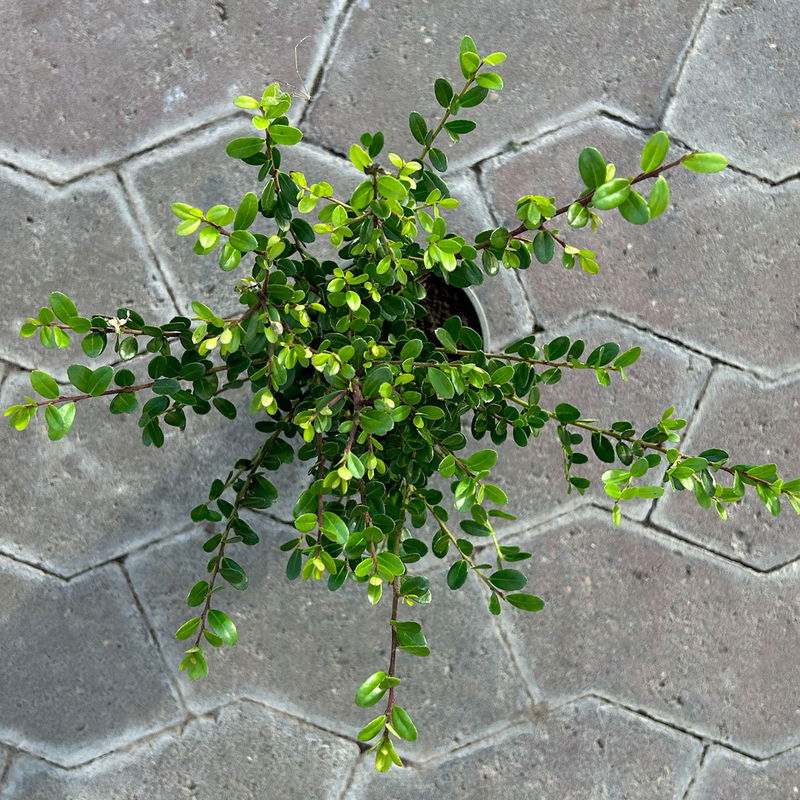 Ilex crenata 'Dark Green®' 6erSet, TopfØ 9 cm online kaufen