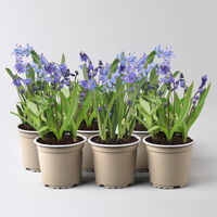 Scilla blau, vorgetrieben, Topf-Ø 10 cm, 6 Pflanzen