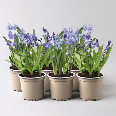 Scilla blau, vorgetrieben, Topf-Ø 10 cm, 6 Pflanzen