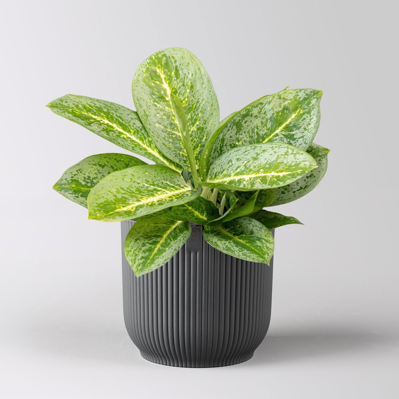 Aglaonema 'Lemon Mint', grün-gelb, Topf-Ø 12 cm, inkl. Übertopf Vibes anthrazit Aglaonema 'Lemon Mint', grün-gelb, Topf-Ø 12 cm, inkl. Übertopf Vibes anthrazit