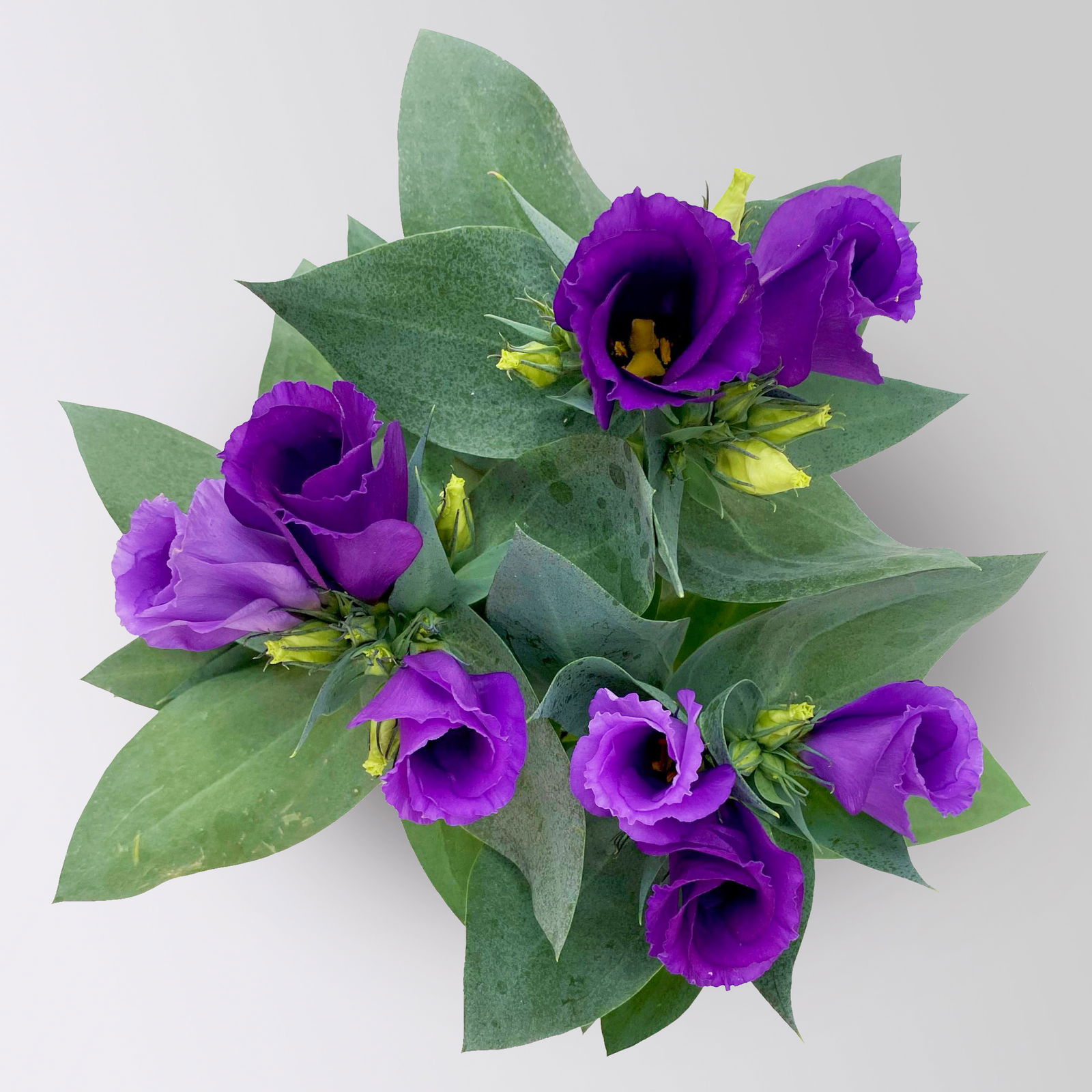 Lisianthus, blau, Topf-Ø 10,5 cm, 6 Pflanzen