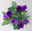 Lisianthus, blau, Topf-Ø 10,5 cm, 6 Pflanzen