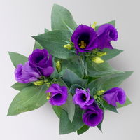 Lisianthus, blau, Topf-Ø 10,5 cm, 6 Pflanzen