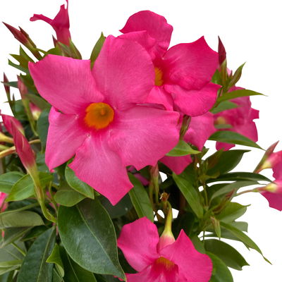 Dipladenie, rosa, Doppelbogen, Topf-Ø 14 cm, Höhe ca. 40 cm, 2 Pflanzen