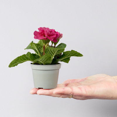 Primel Mini bunt, gefüllt, Farben zufällig, Topf-Ø 6 cm, 10 Pflanzen