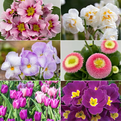 Pflanzen-Set Lila Frühlingsboten, 12 Pflanzen inkl. Erde