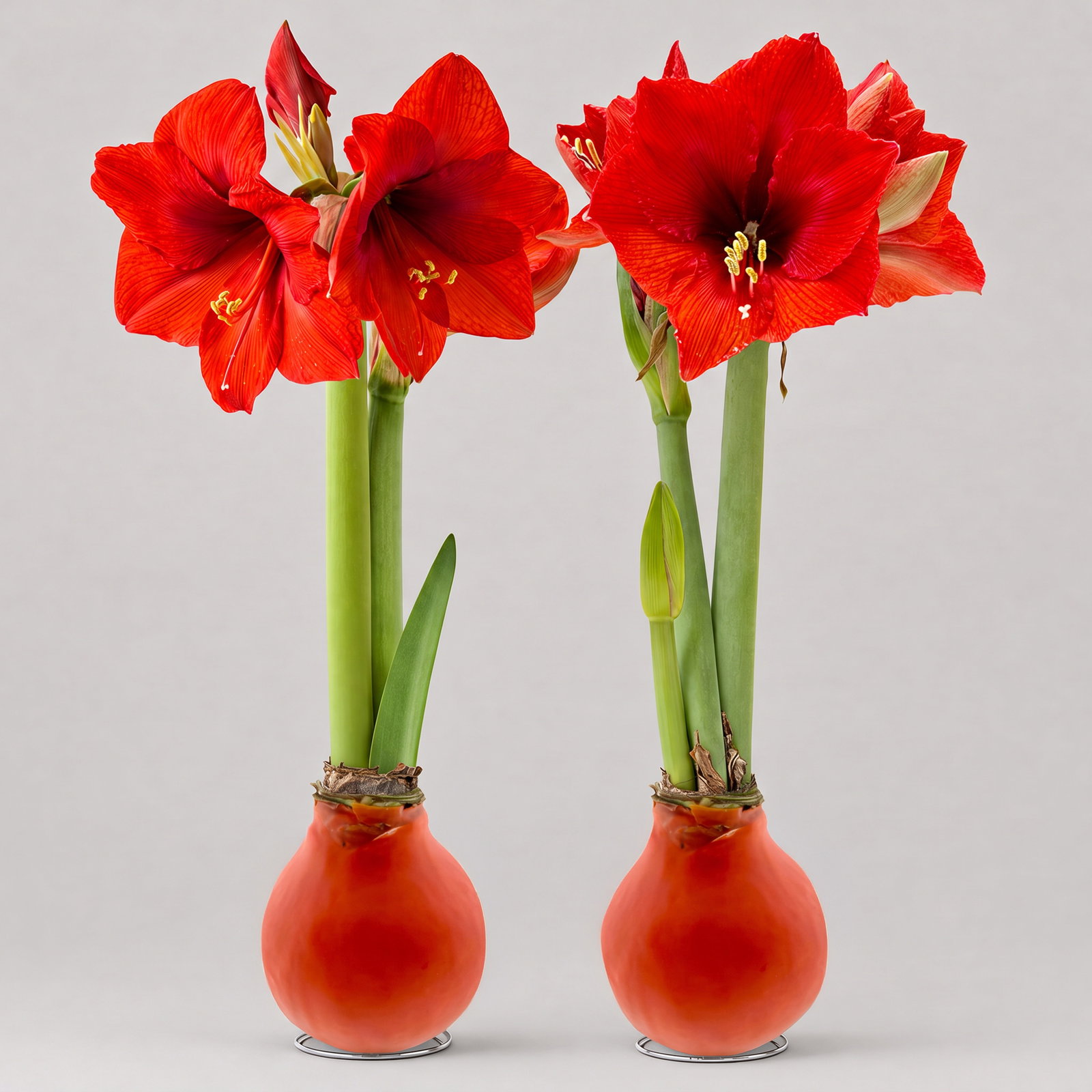 Amaryllis in Wachs XL, Dekor 'Basic Orange', Blüte rot, 2 Pflanzen