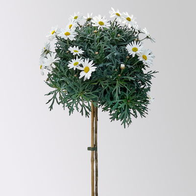 Margerite 'Beejou', weiß, Stamm, Topf-Ø 19 cm