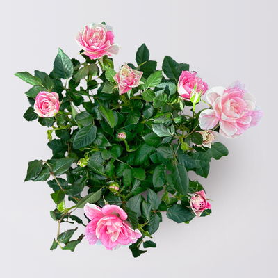 Rose 'Pia', rosa-weiß, Topf-Ø 10,5 cm, Höhe ca. 30 cm, 3 Pflanzen