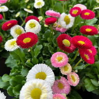 Bellis perennis 'Trio' weiß-rosa-rot, Topf-Ø 13 cm, 6er-Set