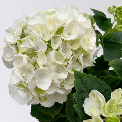 Hortensie weiß, mind. 3 Dolden, Topf-Ø 10 cm, Höhe ca. 20 cm, 3 Pflanzen