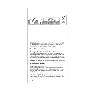 Frühlingssternblume Königin Fabiola (Triteleia) blau, 50 Blumenzwiebeln