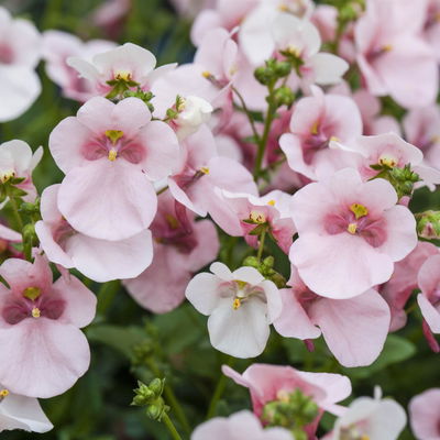 Diascia, Farbe zufällig, Topf-Ø 12 cm, 6er-Set