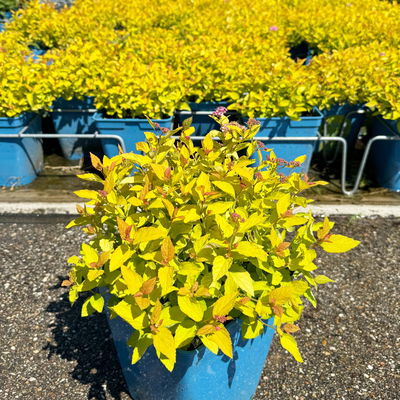 Gelbblättrige Zwergsommerspiere 'Golden Princess', purpurrosa, Topf 5 Liter