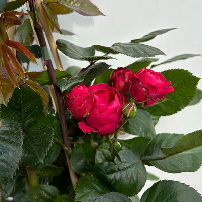 Beetrose 'Kompass'®, rot, Topf 5 Liter, 4 Pflanzen Beetrose 'Kompass'®, rot, Topf 5 Liter, 4 Pflanzen