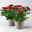 Chrysantheme 'Chrysanne® Zembla' rot, großblumig, Topf-Ø 19cm, 2er-Set