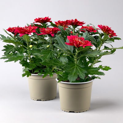 Chrysantheme 'Chrysanne® Zembla', rot, großblumig, Topf-Ø 17 cm, 2 Pflanzen Chrysantheme 'Chrysanne® Zembla', rot, großblumig, Topf-Ø 17 cm, 2 Pflanzen