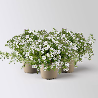 Himalaya-Schleierkraut, weiß, Topf-Ø 13 cm, 3 Pflanzen