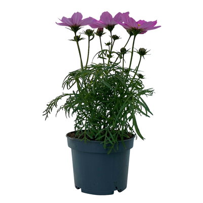 Cosmea, Farben zufällig, Topf-Ø 12 cm, Höhe ca. 25 cm, 6 Pflanzen