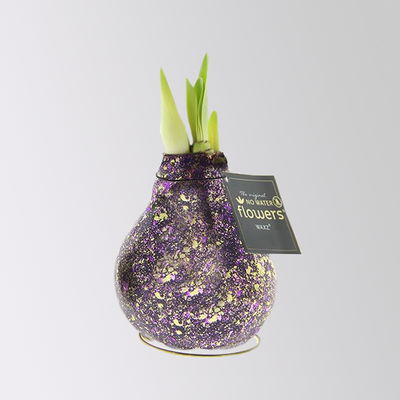 Amaryllis in Wachs, Dekor 'Galaxy Polaris', Farbe zufällig, Blüte rot