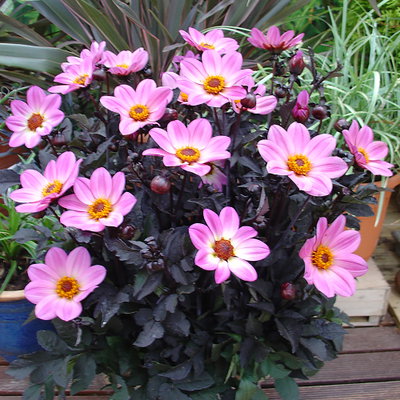 Pflanzenkreation Sommerromantik, groß, 6 Pflanzen inkl. Erde und Dünger