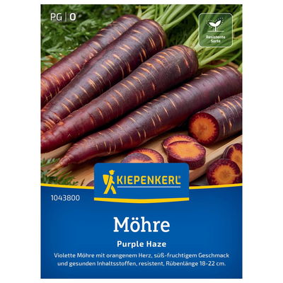 Saatgut Möhre 'Purple Haze'