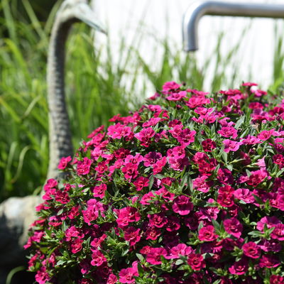 Zauberglöckchen & Schneewolke lila/weiß, Topf-Ø 13 cm, 6 Pflanzen