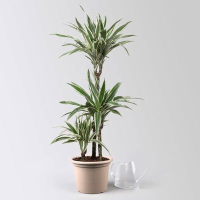 Duftender Drachenbaum 'White Stripe', Topf-Ø 21 cm, Höhe ca. 120 cm