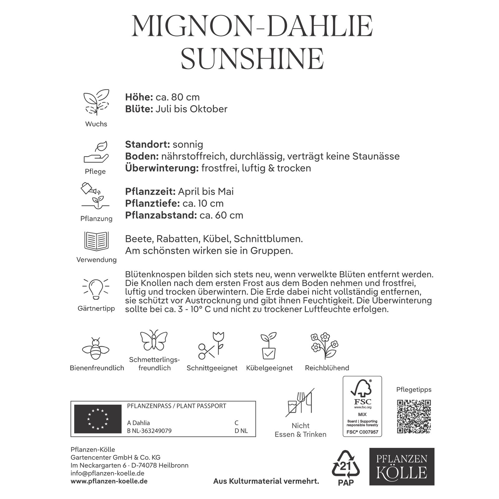 Kölles Beste Mignondahlie 'Sunshine', orange, 1 Blumenknolle