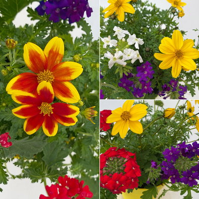 Sommerblumen Mix TrioMio™ bunt, Mix zufällig, Topf-Ø 12 cm, 6er-Set