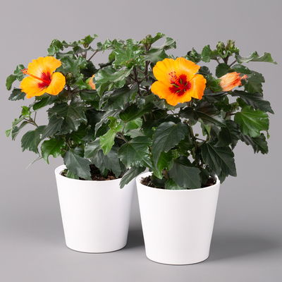 Hibiskus, Graff® 'Petit Orange', mit Keramiktopf weiß, Topf-Ø 13 cm, 2 Pflanzen