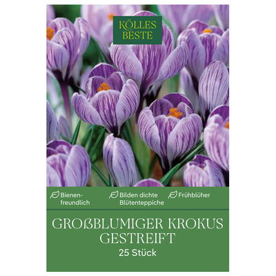 großblumige Krokusse gestreift, weiß-lila, 25 Blumenzwiebeln großblumige Krokusse gestreift, weiß-lila, 25 Blumenzwiebeln
