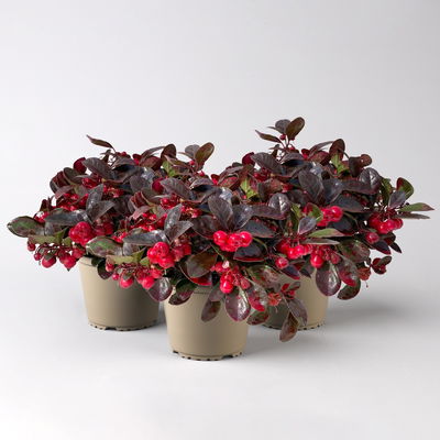 Scheinbeere rot gefärbt, Topf-Ø 13 cm, 3er-Set Scheinbeere rot gefärbt, Topf-Ø 13 cm, 3er-Set