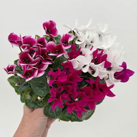 Alpenveilchen 'Trio', lila, weiß & lila-weiß, Topf-Ø 13 cm, 6 Pflanzen Alpenveilchen 'Trio', lila, weiß & lila-weiß, Topf-Ø 13 cm, 6 Pflanzen