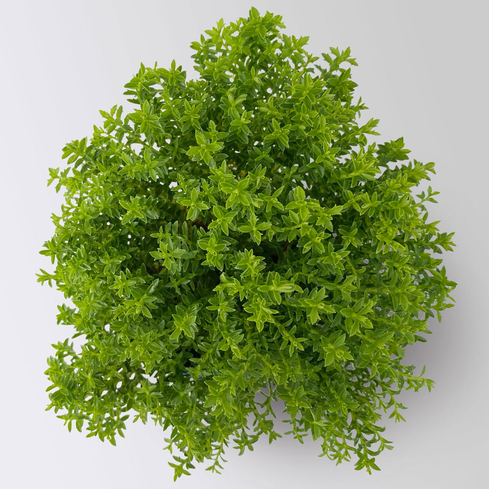 Hebe Mini 'Green Globe®', Topf-Ø 7 cm, 12 Pflanzen