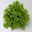 Hebe Mini 'Green Globe®', Topf-Ø 7 cm, 12 Pflanzen