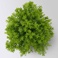 Hebe Mini 'Green Globe®', Topf-Ø 7 cm, 12 Pflanzen