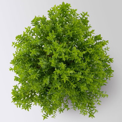 Hebe Mini 'Green Globe®', Topf-Ø 7 cm, 12 Pflanzen Hebe Mini 'Green Globe®', Topf-Ø 7 cm, 12 Pflanzen