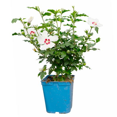 Garten-Hibiskus, Hibiscus syriacus 'Red Heart', weiß, Topf 5 Liter Garten-Hibiskus, Hibiscus syriacus 'Red Heart', weiß, Topf 5 Liter
