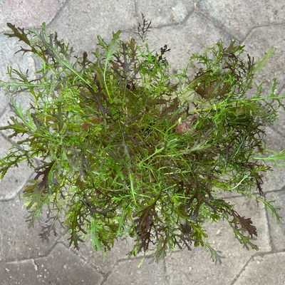 Bio Asiasalat 'Moutarde Rouge Metis', Topf-Ø 12 cm Bio Asiasalat 'Moutarde Rouge Metis', Topf-Ø 12 cm