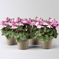 Alpenveilchen 'Petticoat Lightpink' hellrosa, Topf-Ø 10,5 cm, 4 Pflanzen
