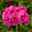 Geranie 'Calliope® Hot Pink' pink, halbhängend, Topf-Ø 13 cm, 6er-Set