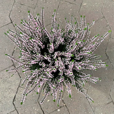 Knospenheide, rosa, Topf-Ø 12 cm, 6 Pflanzen Knospenheide, rosa, Topf-Ø 12 cm, 6 Pflanzen