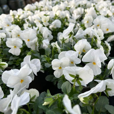 Hornveilchen XL, weiß, Topf-Ø 12cm, 6 Pflanzen